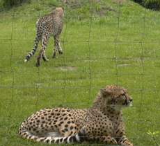 Gepard-2.jpg